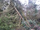 Windblown tree due to Feb 2014 storm