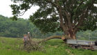 Large branch split off Oak tree caused by Honey Fungus